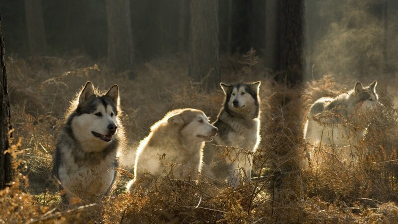 Four Husky Dogs in Forest — Brown, Serene, Morning, Photograph, Trees