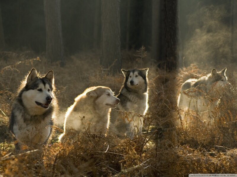 Four Husky Dogs in Forest — Brown, Serene