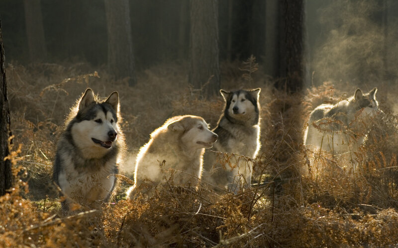 Four Husky Dogs in Forest — Brown