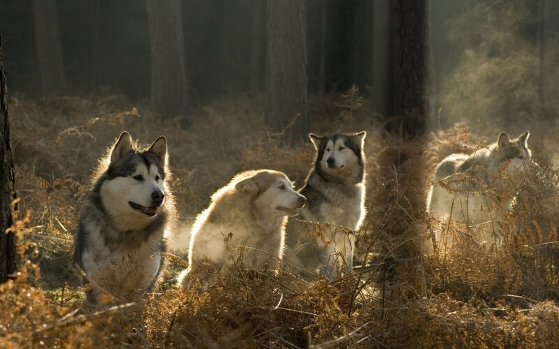 Four Husky Dogs in Forest