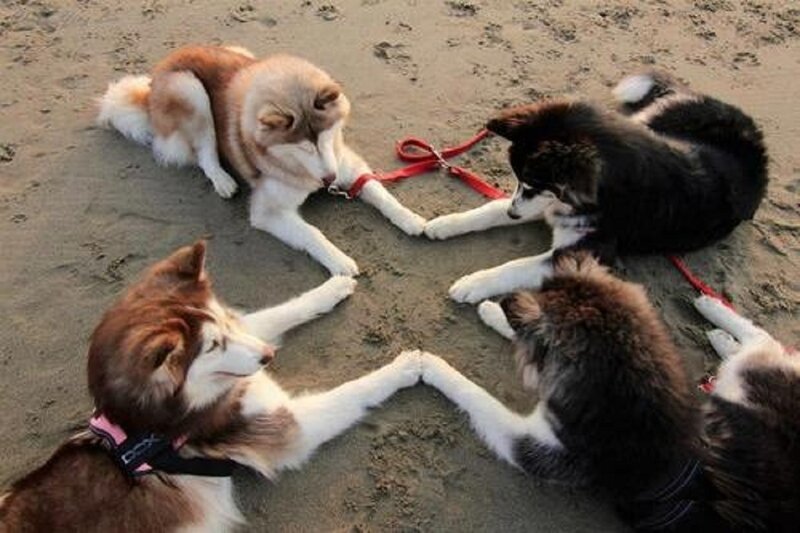 Four Husky Dogs on Sand