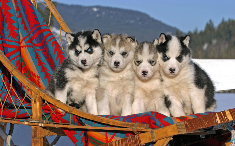 Four Husky Puppies — Blue, Calm