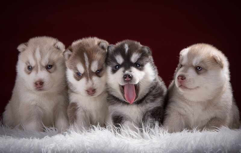 Four Husky Puppies — Red