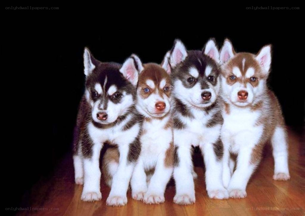 four husky puppies together