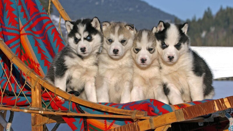 Four Husky Puppies — White, Calm