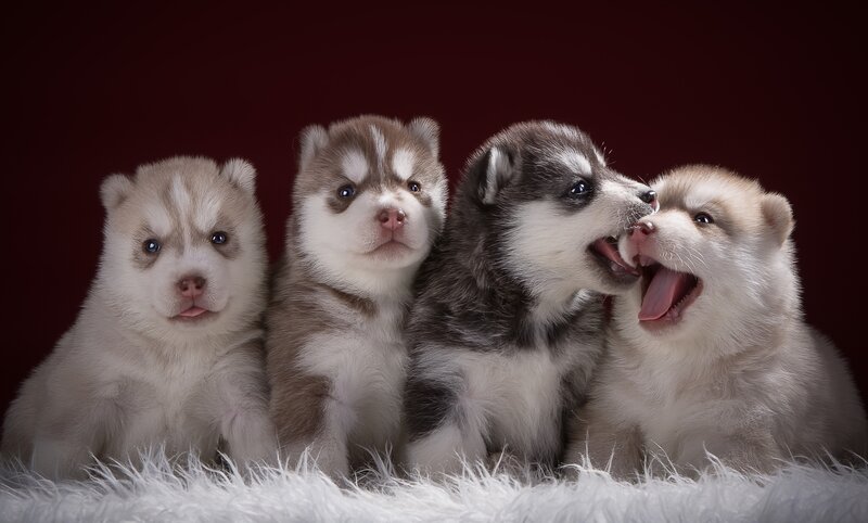 Four Husky Puppies — White, Playful