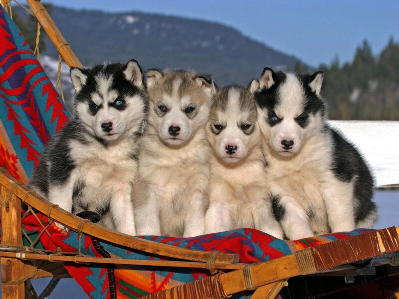 Four Husky Puppies — White