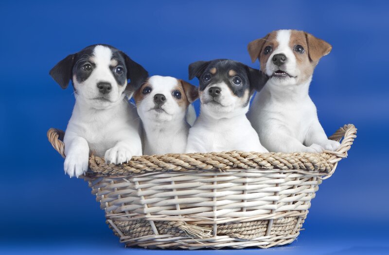 Four Jack Russell Puppies