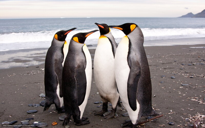 Four King Penguins
