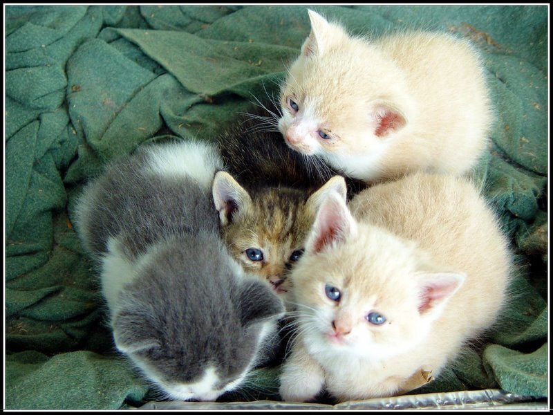 Four Kittens Huddled — Green