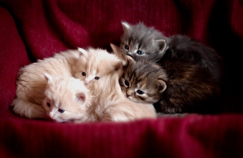 Four Kittens Huddled