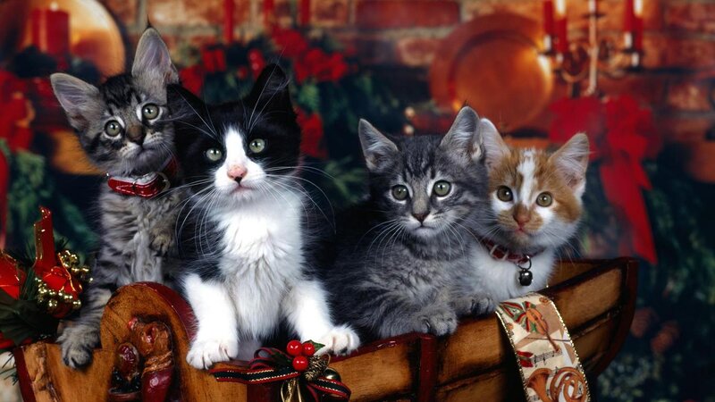 Four Kittens in a Basket — Red