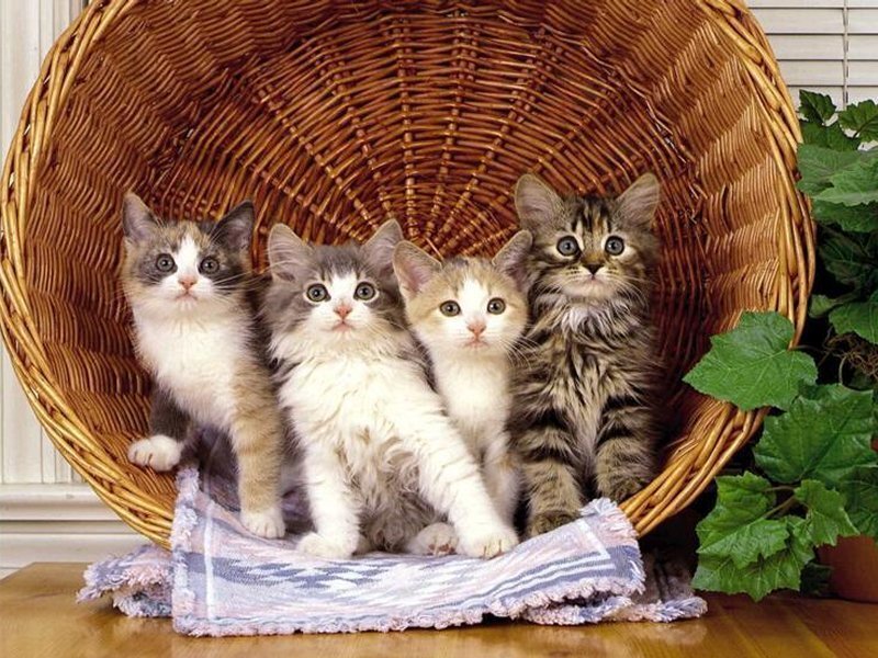 four kittens in a basket
