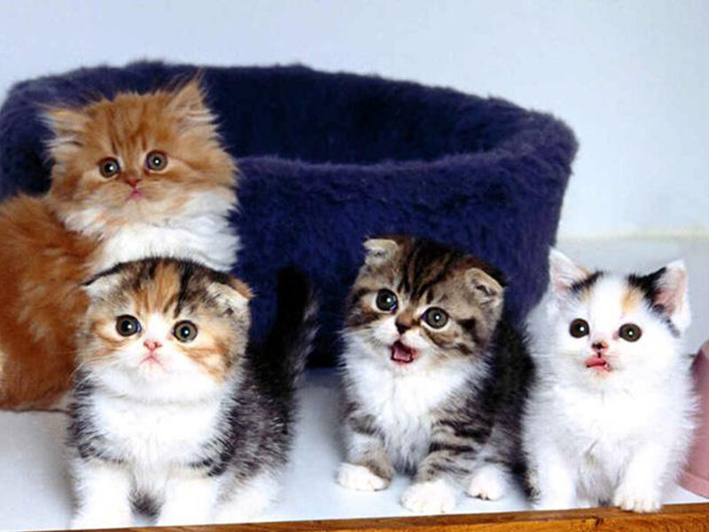 Four Kittens in a Bed — White, Innocent, Photograph, Kitten