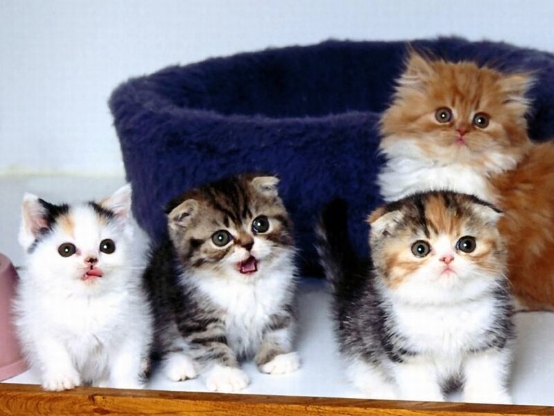 Four Kittens in a Bed — White, Innocent