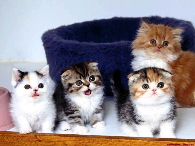Four Kittens in a Bed — White