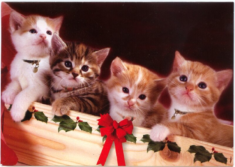 Four Kittens in a Box
