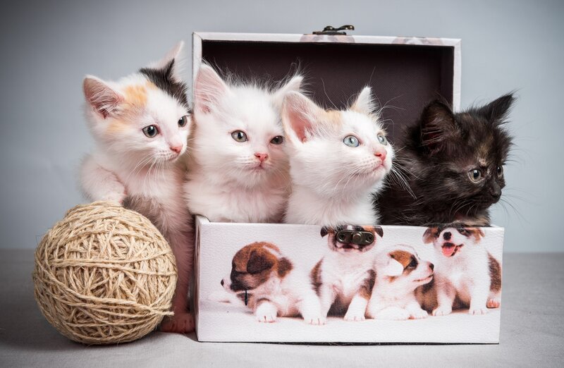 Four Kittens in a Box — White