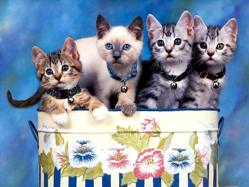 Four Kittens in a Bucket
