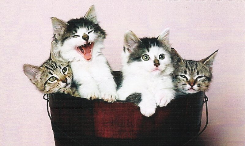 Four Kittens in a Bucket — White