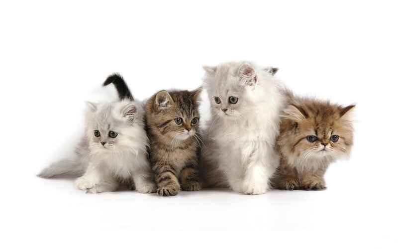 four kittens in a row