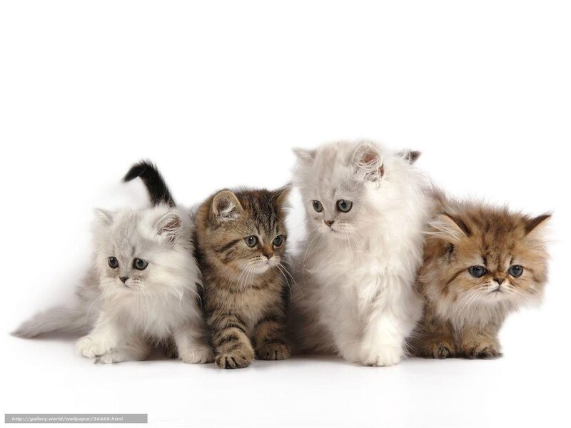 four kittens in a row