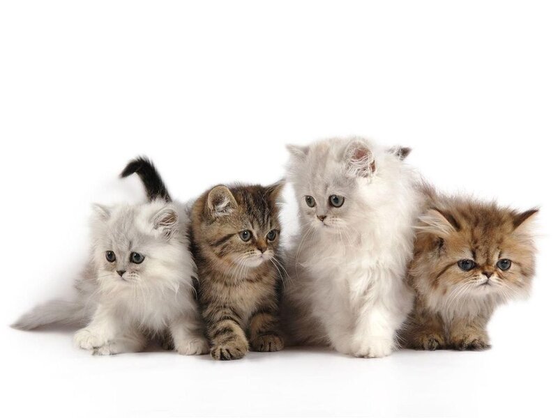 Four Kittens in a Row — White, Calm, Photograph