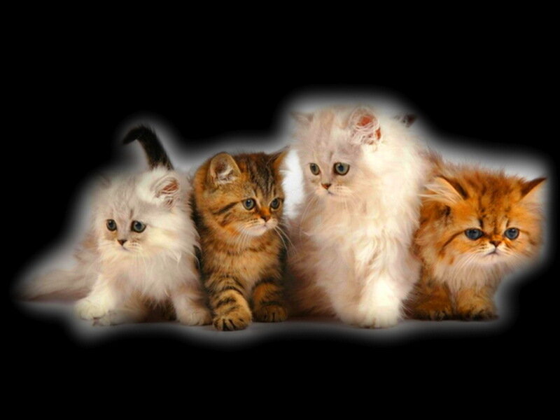 Four Kittens in a Row — White, Calm