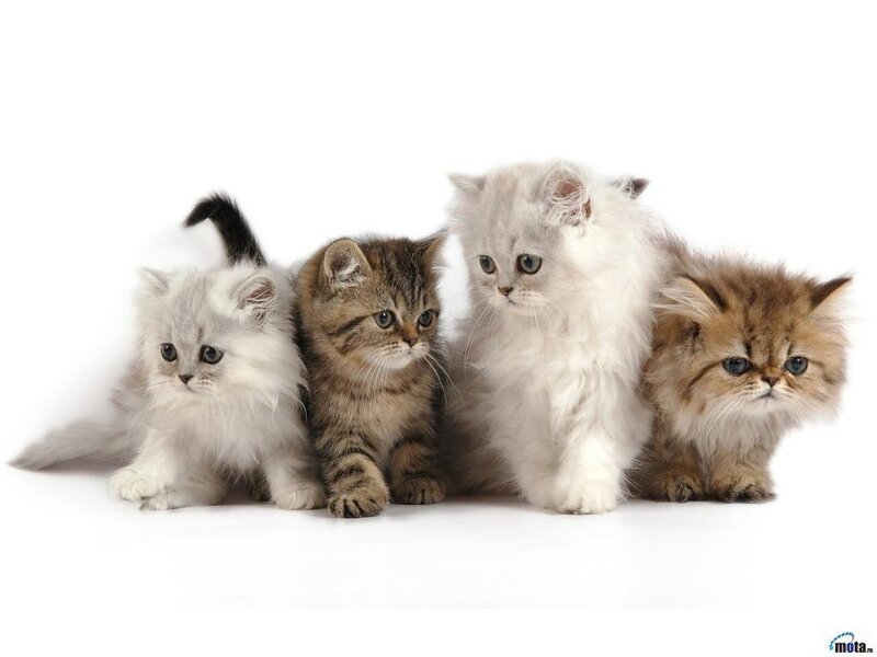 Four Kittens in a Row — White