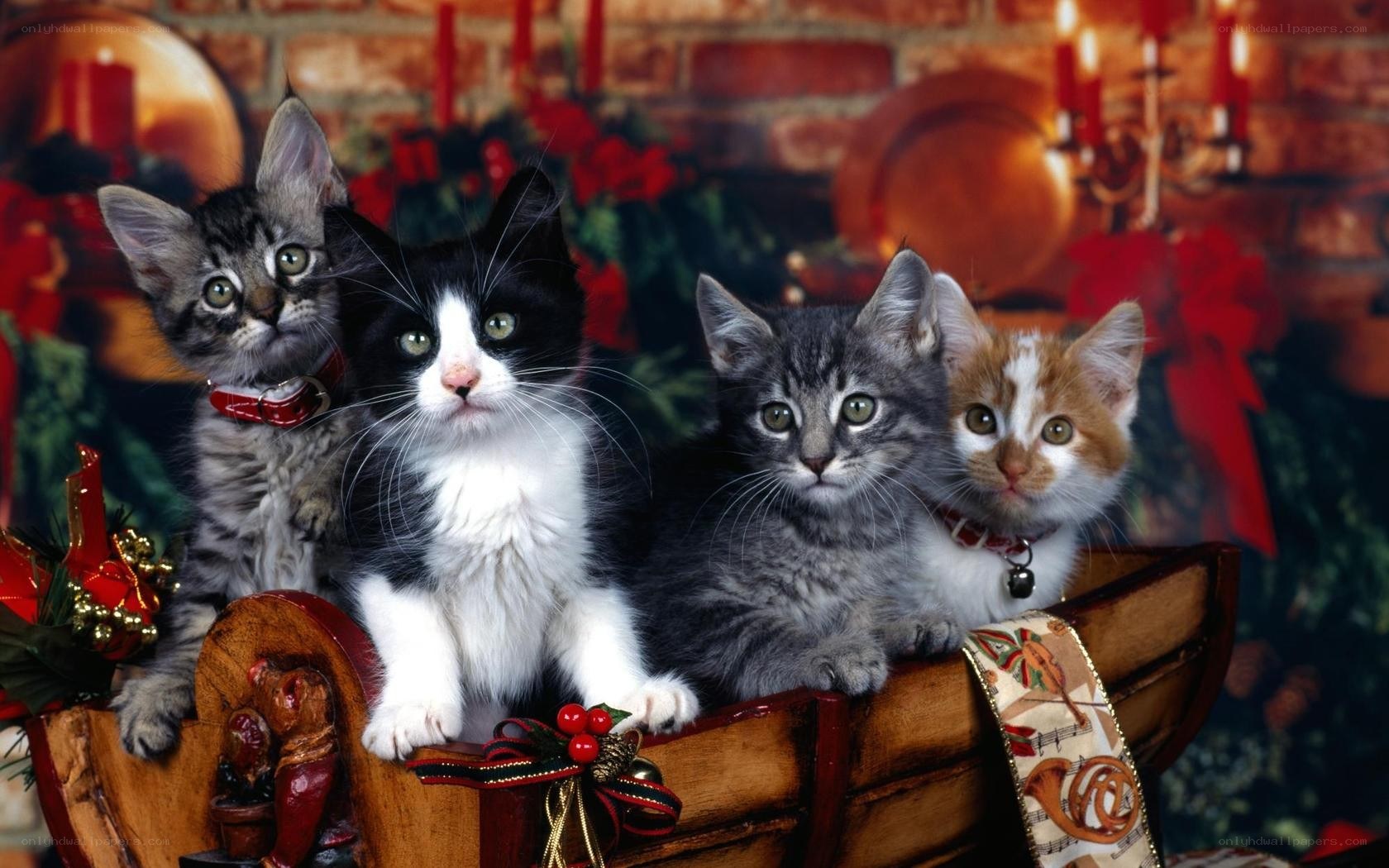 four kittens in a sleigh