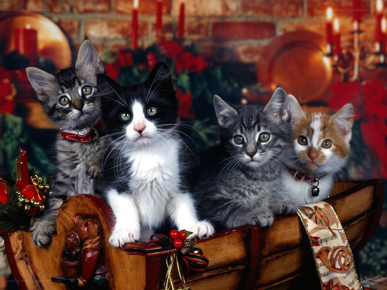 four kittens in a sleigh