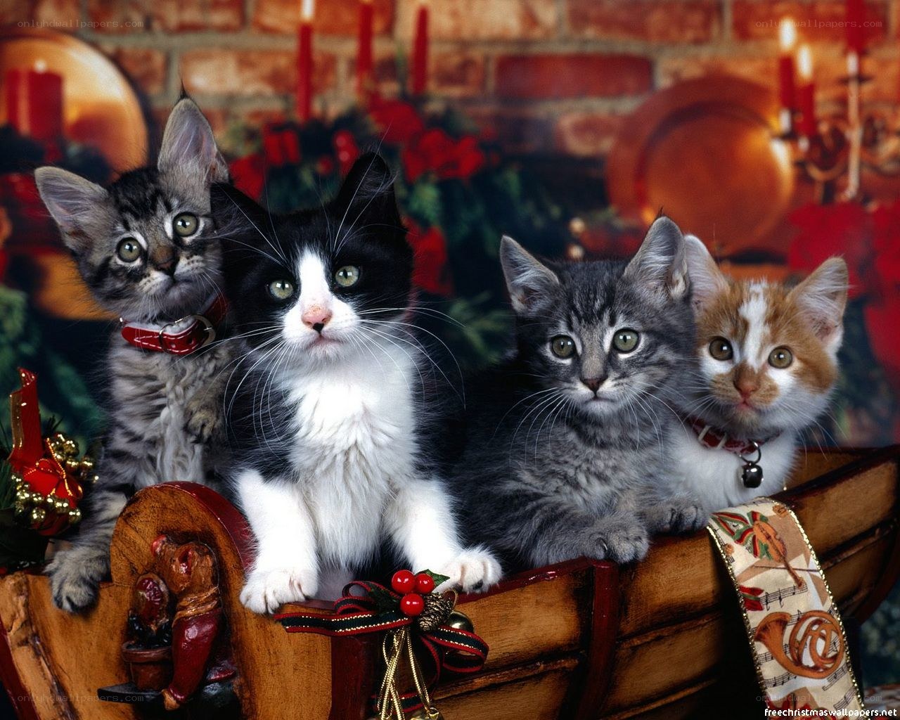 four kittens in a sleigh