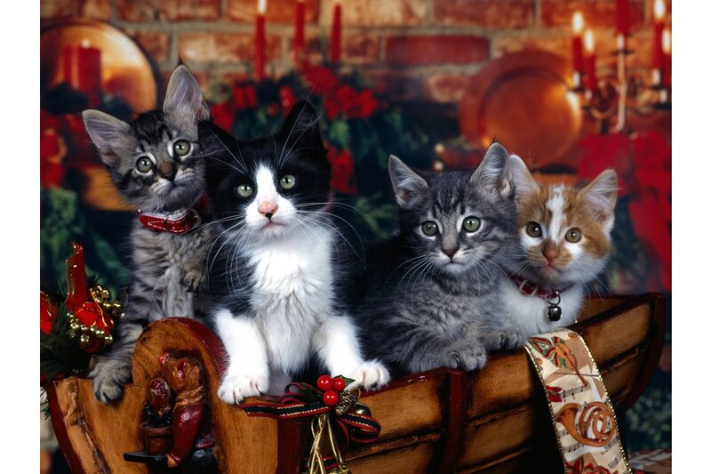 Four Kittens in a Sleigh — Brown, Festive