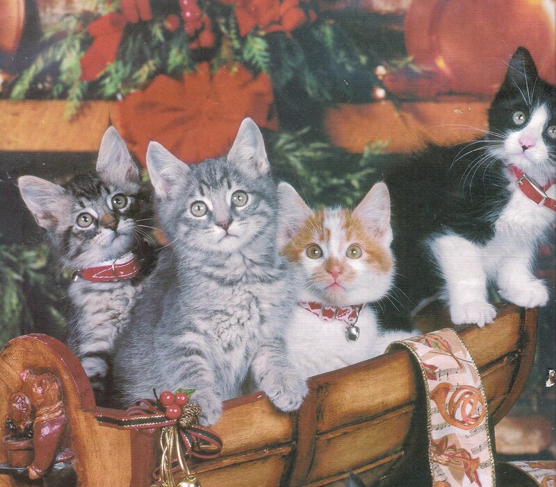 Four Kittens in a Sleigh — Brown, Festive, Winter