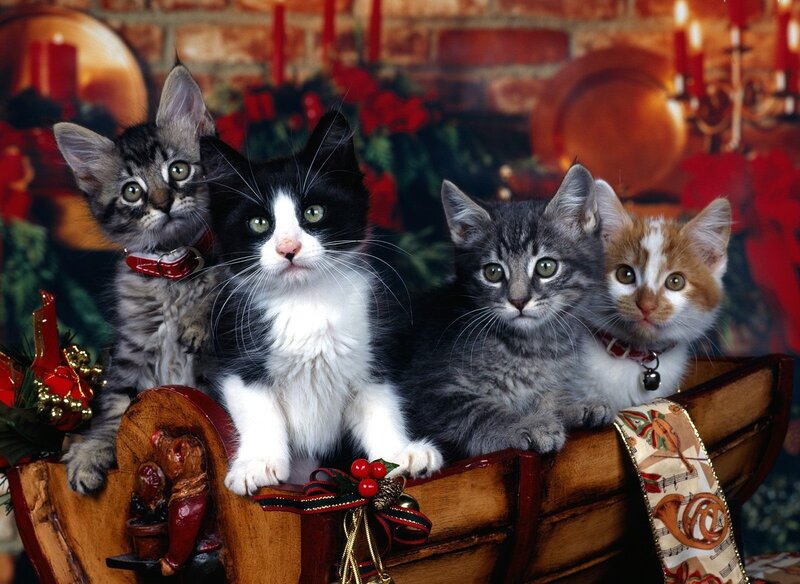 Four Kittens in a Sleigh — Brown
