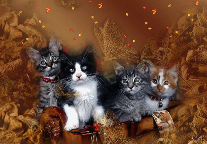 Four Kittens in Autumn