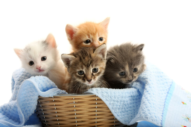 Four Kittens in Basket — Blue
