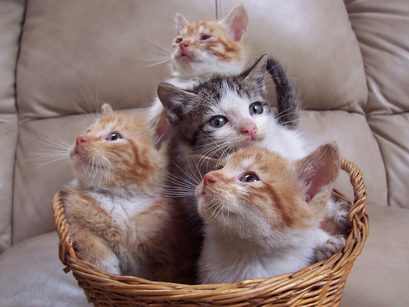 Four Kittens in Basket — Brown, Calm, Photograph, Couch, White