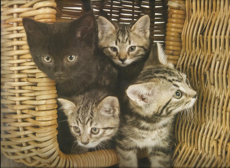 Four Kittens in Basket — Brown, Calm, Photograph