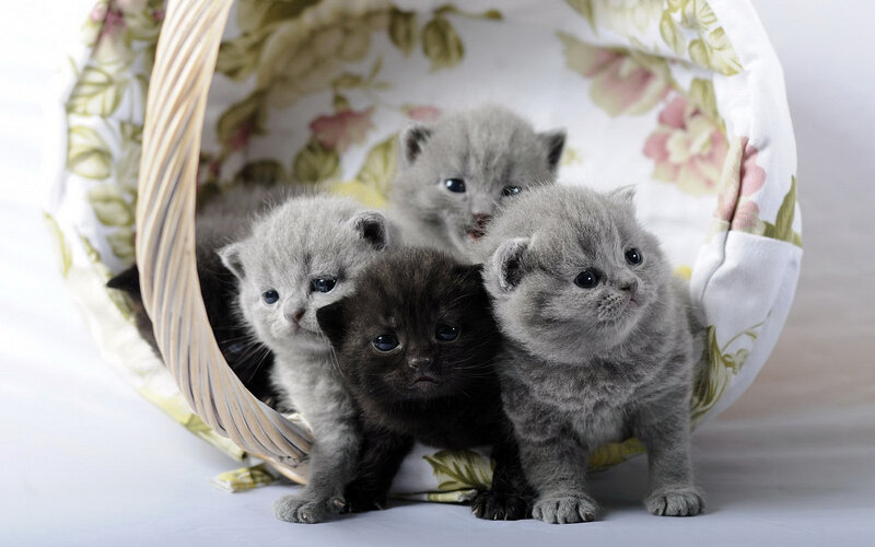 Four Kittens in Basket — Gray, Calm, Photograph, Floral Fabric