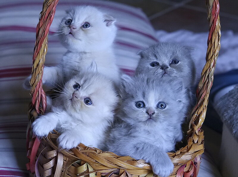 Four Kittens in Basket — Gray, Calm, Photograph
