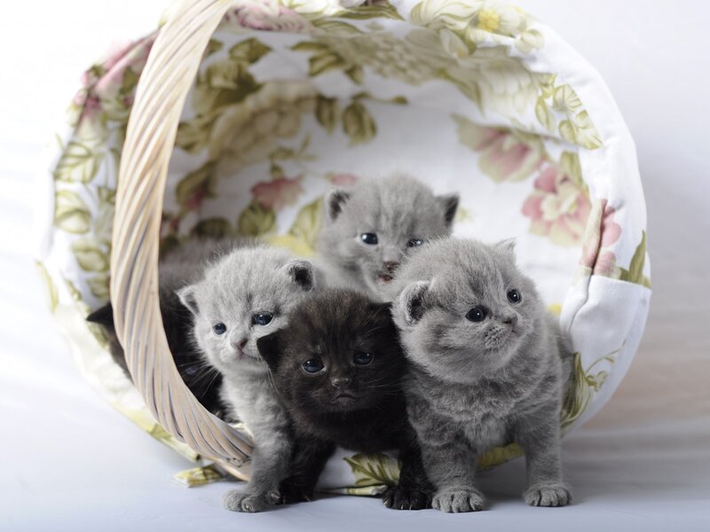 Four Kittens in Basket — Gray, Calm