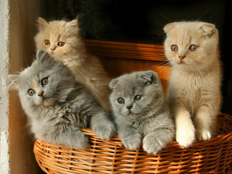 Four Kittens in Basket — Gray