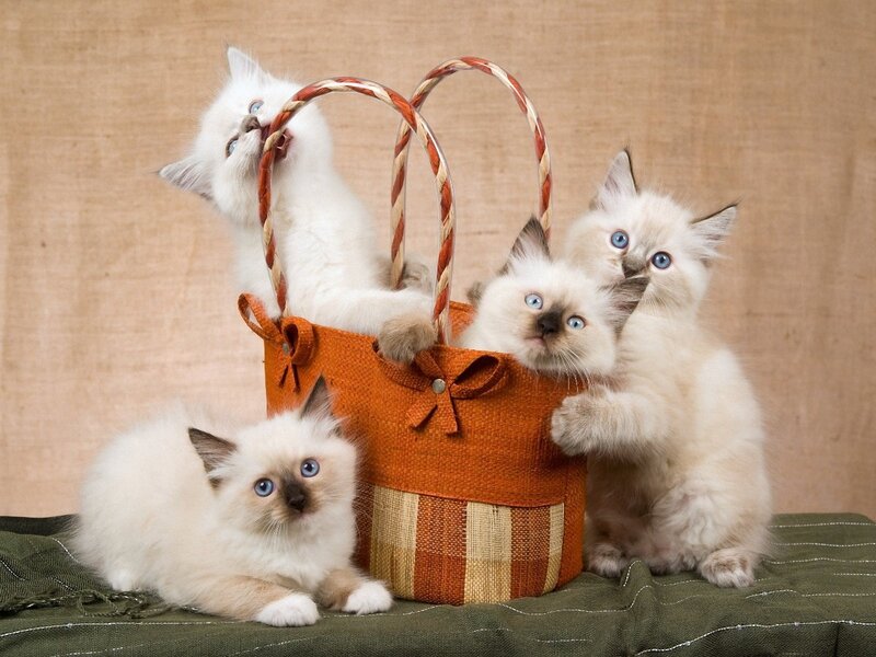 Four Kittens in Basket — Orange, Playful