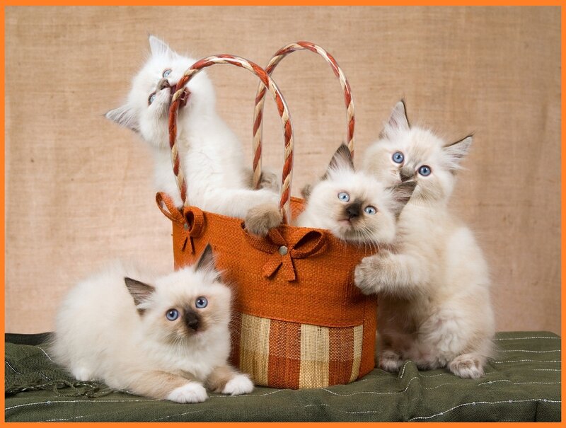 Four Kittens in Basket — Orange