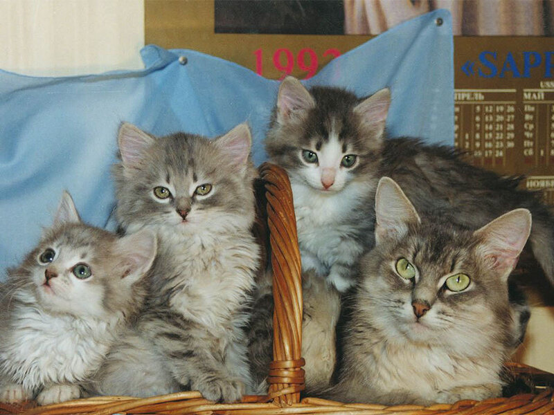 Four Kittens in Basket