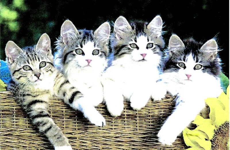 Four Kittens in Basket — White, Calm, Afternoon