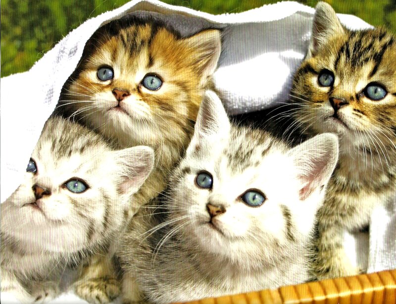 Four Kittens in Basket — White, Calm