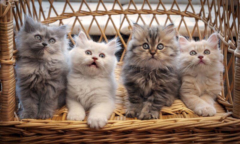 Four Kittens in Basket — White, Curious