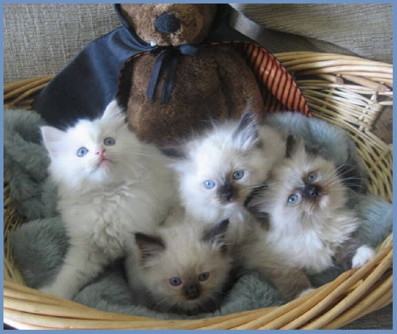 Four Kittens in Basket — White